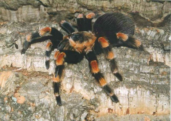 Brachypelma ANITHA.jpg