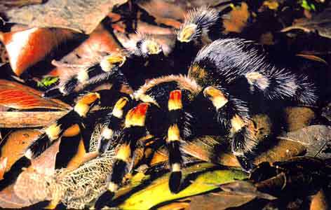 Brachypelma Smithi.jpg