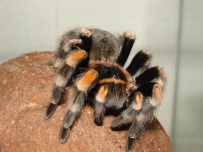 Brachypelma smithy.jpg